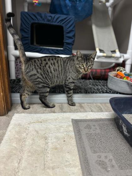 Sandy, Adoptable, Adult Female Domestic Short Hair & Domestic Short Hair.