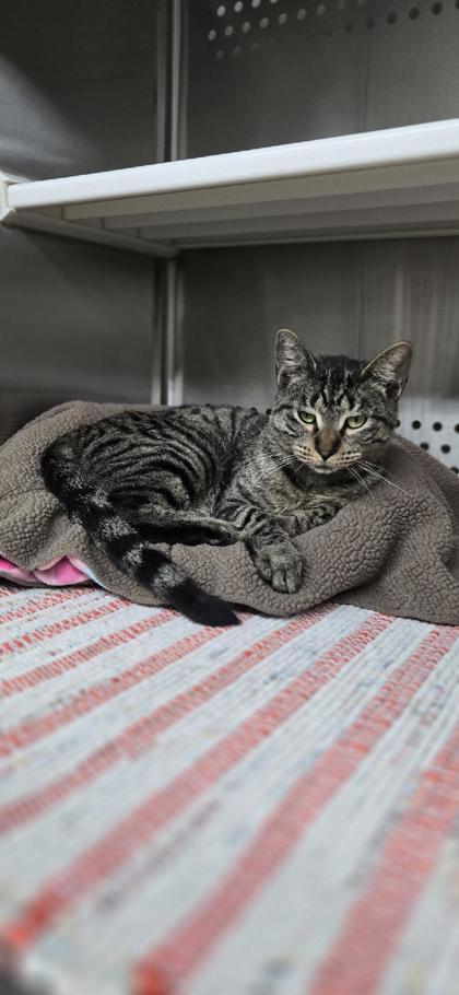 Enlarge Sandy, a Adoptable Domestic Short Hair in Fergus Falls, MN image 1/2