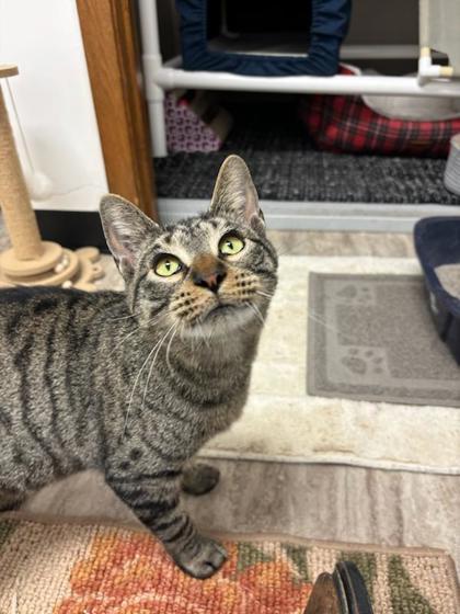 Sandy, Adoptable, Adult Female Domestic Short Hair & Domestic Short Hair.