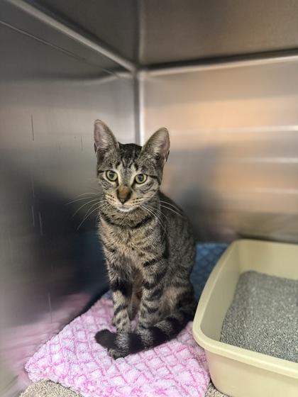 Sandy, Adoptable, Adult Female Domestic Short Hair & Domestic Short Hair.