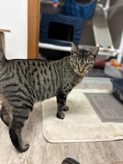 Enlarge Sandy, a Adoptable Domestic Short Hair in Fergus Falls, MN image 3/3