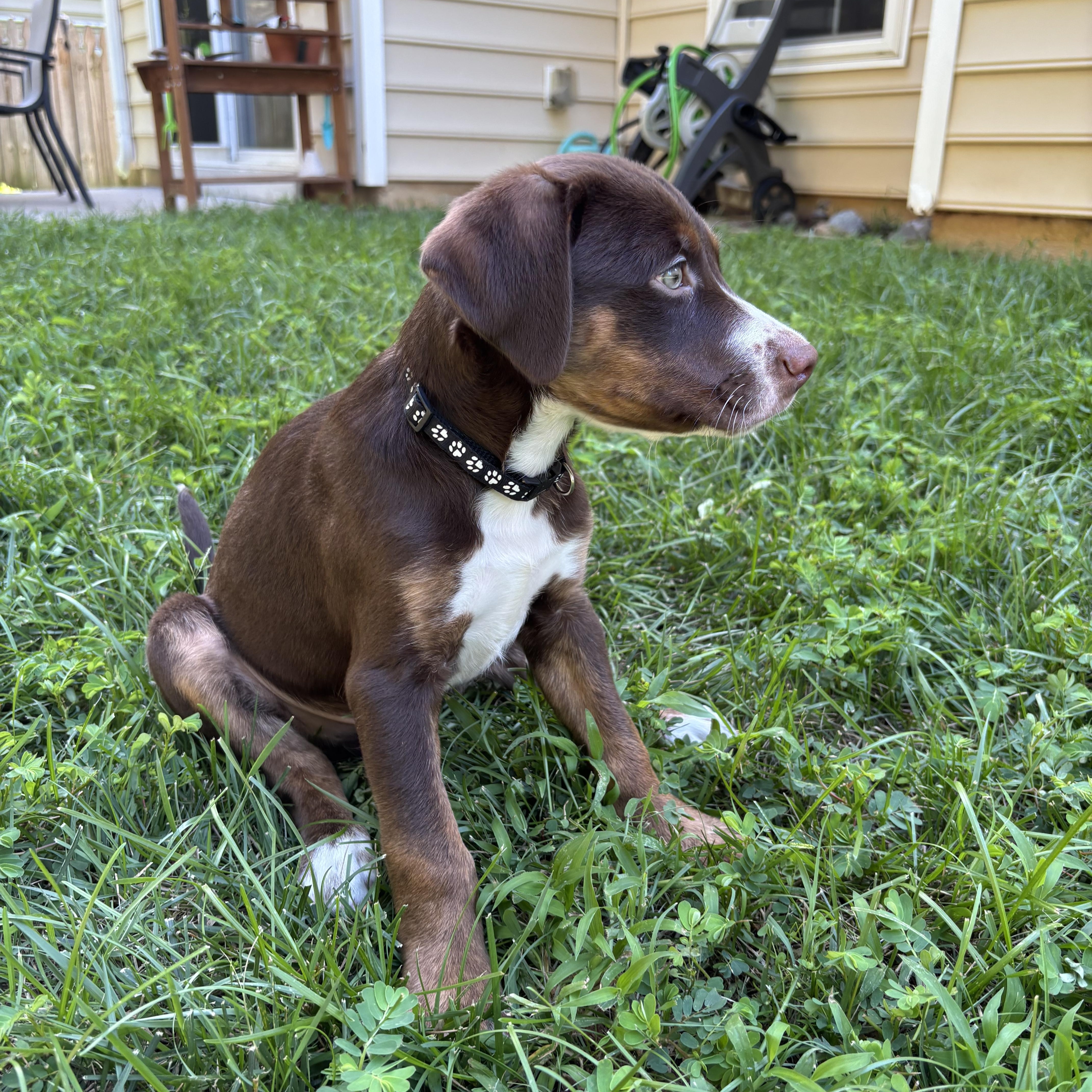 Petey, a ADOPTABLE mixed breed in Rock Hill, SC image 4/5