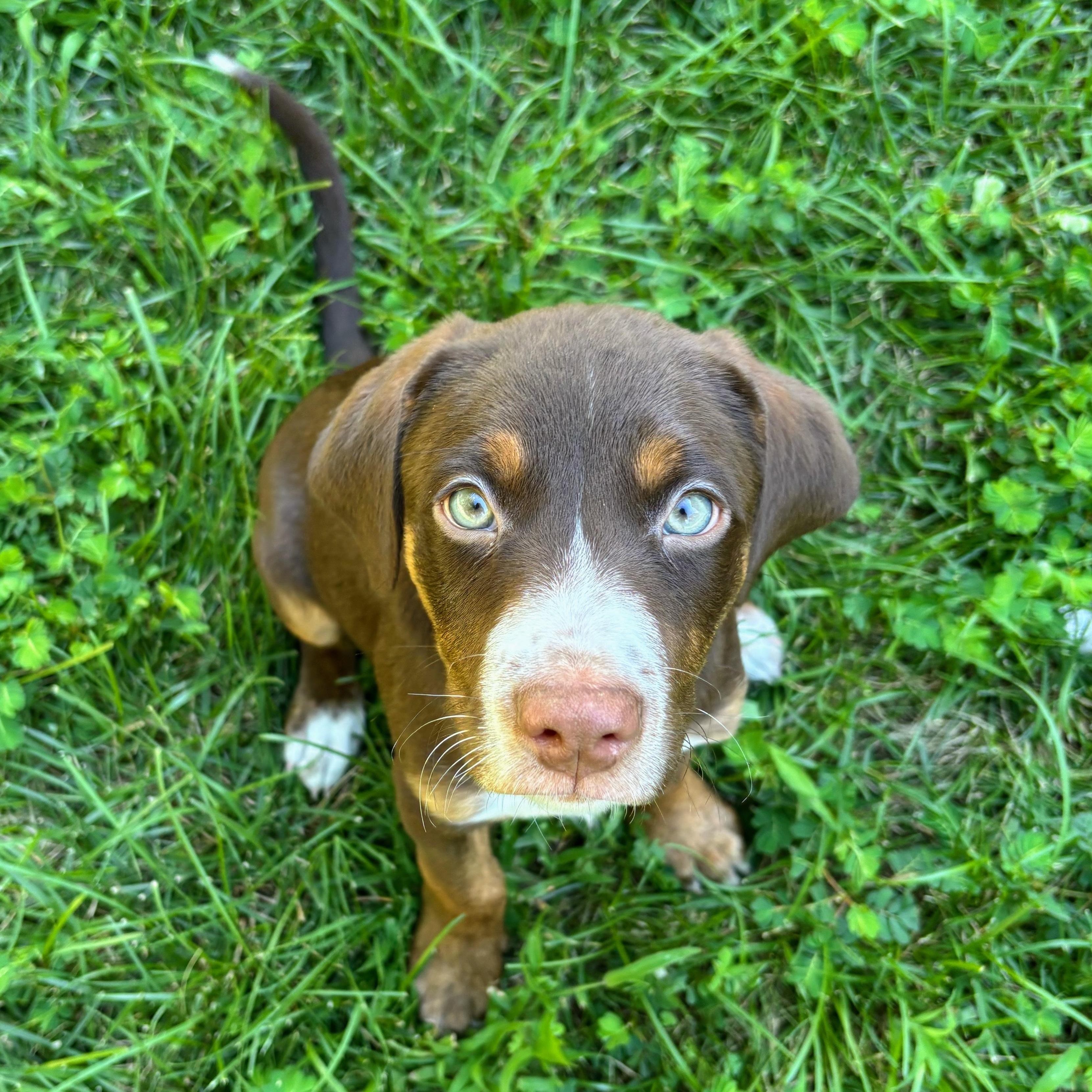 Petey, a ADOPTABLE mixed breed in Rock Hill, SC image 3/5