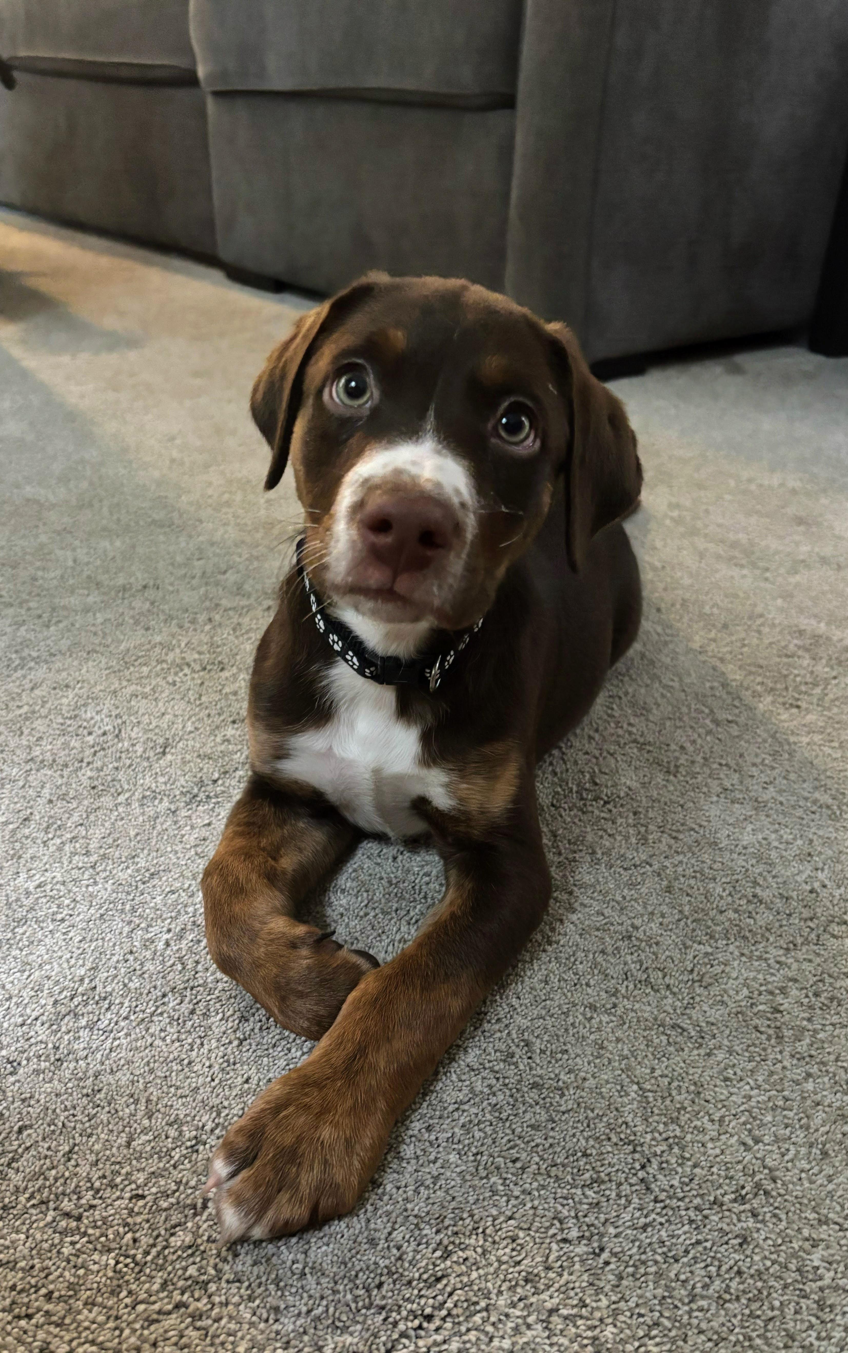 Petey, a ADOPTABLE mixed breed in Rock Hill, SC image 2/5