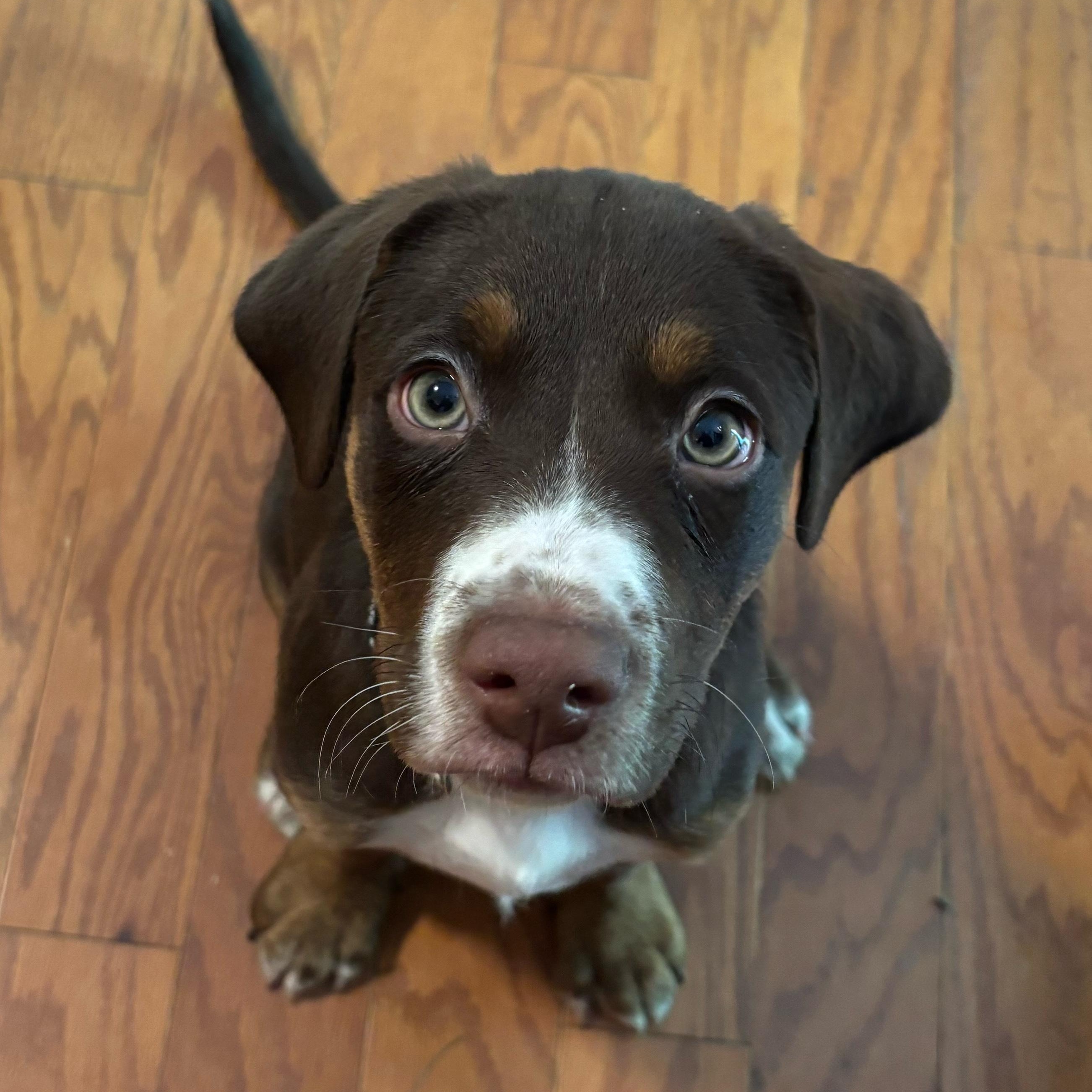 Petey, a ADOPTABLE mixed breed in Rock Hill, SC image 1/5