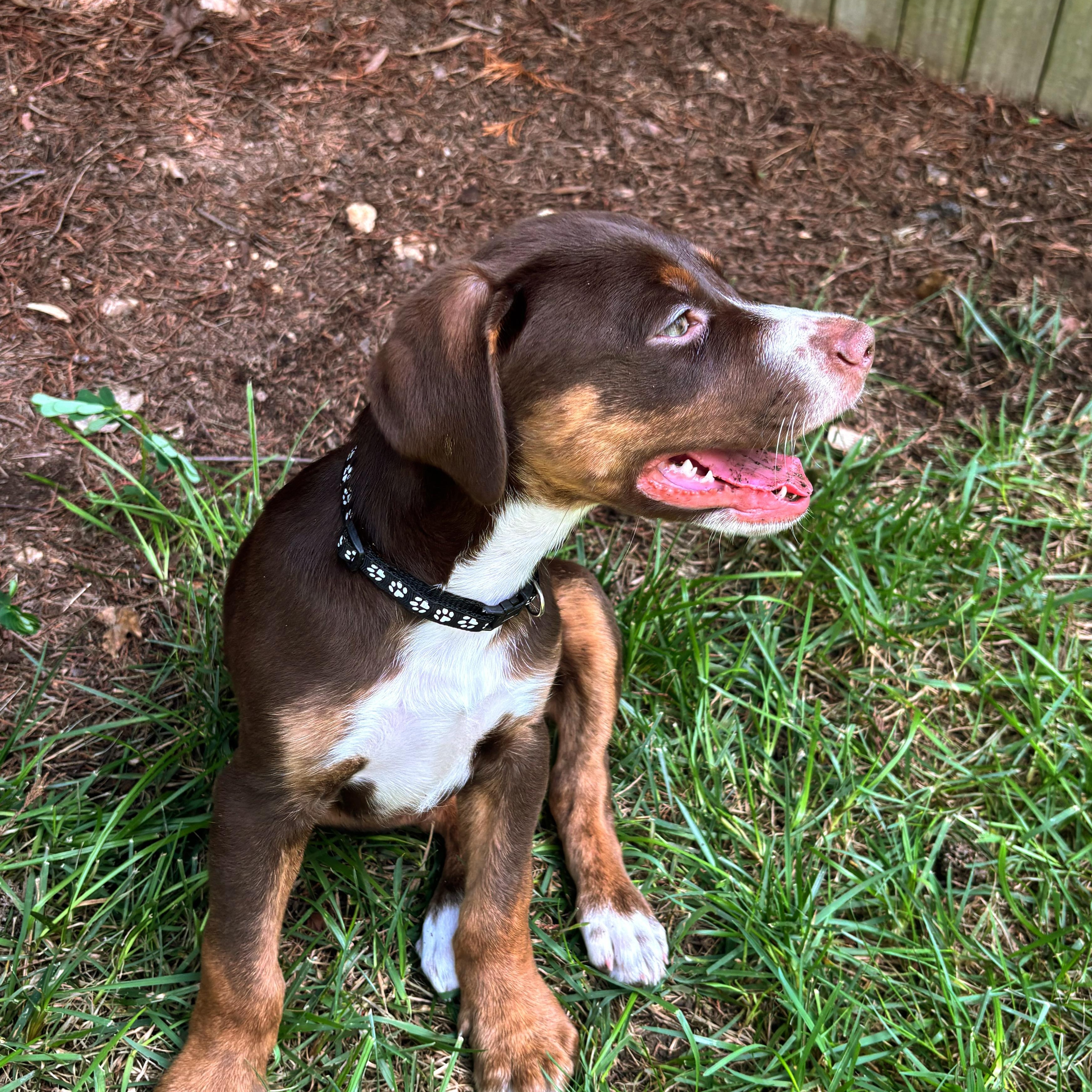 Petey, a ADOPTABLE mixed breed in Rock Hill, SC image 5/5