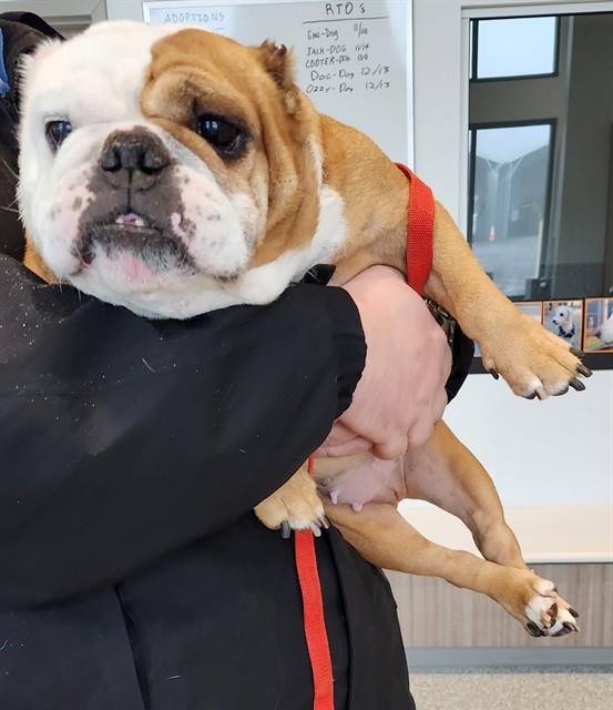 Enlarge PUMPKIN, a Adoptable English Bulldog in Paradise, CA image 1/1