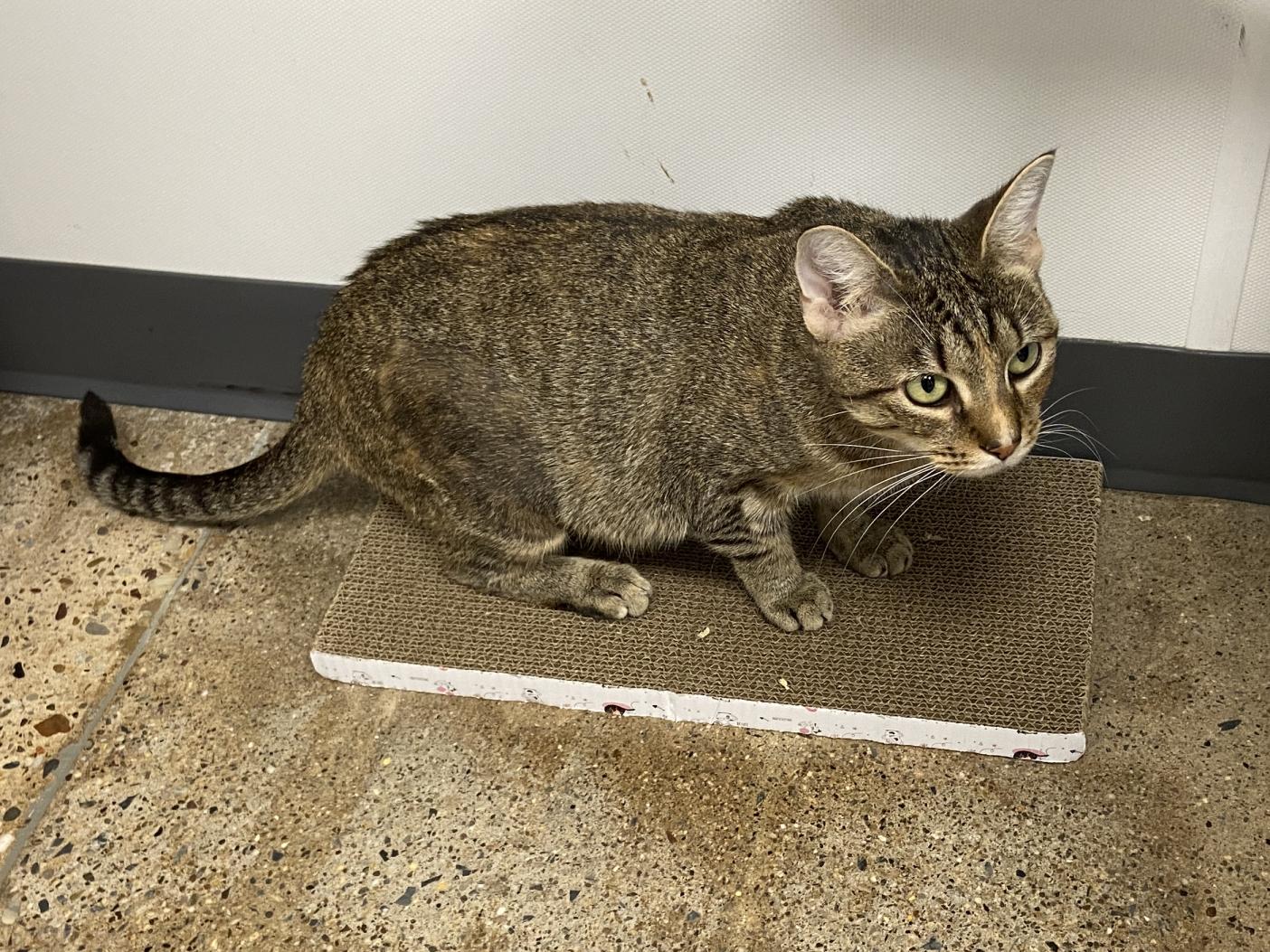 Lois Lanekc thumbnail 3