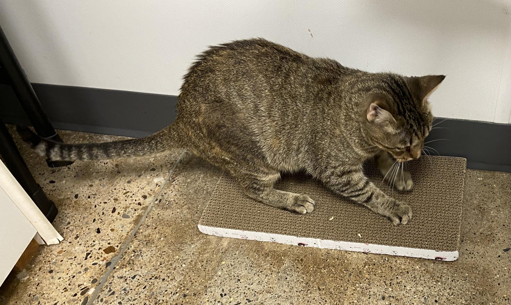 Lois Lanekc thumbnail 4