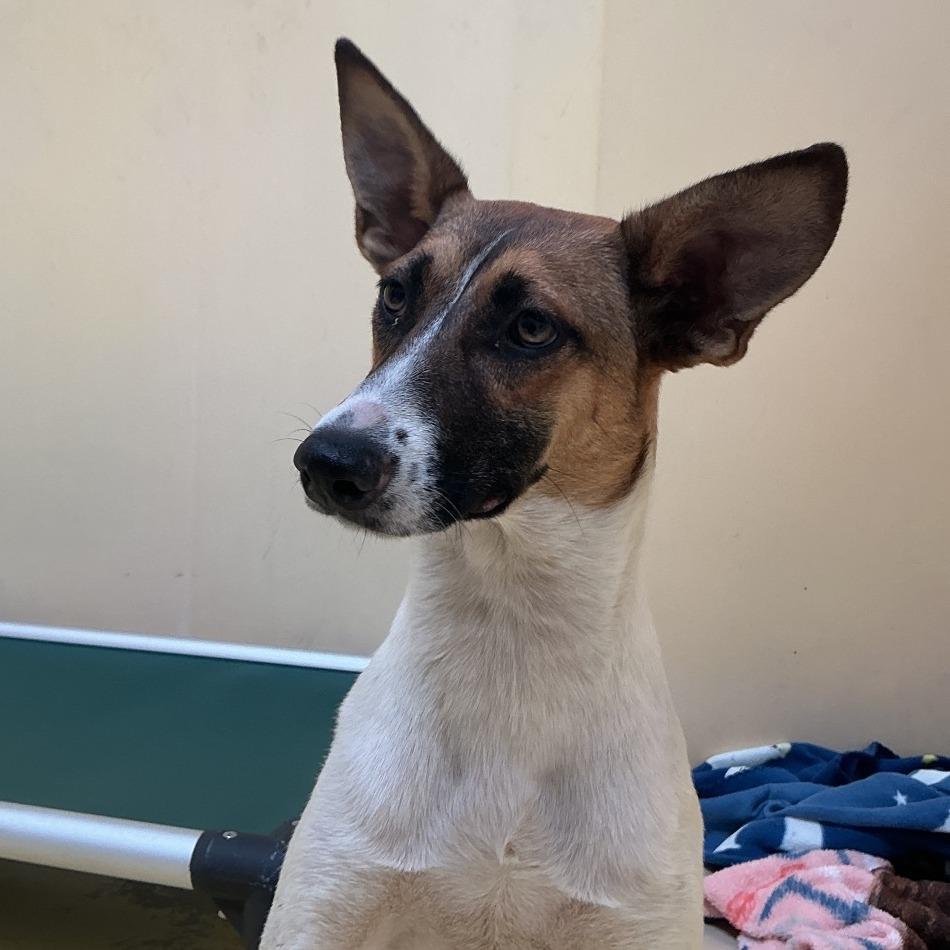 Mika*, Adoptable, Young Female Shepherd & Mixed Breed.