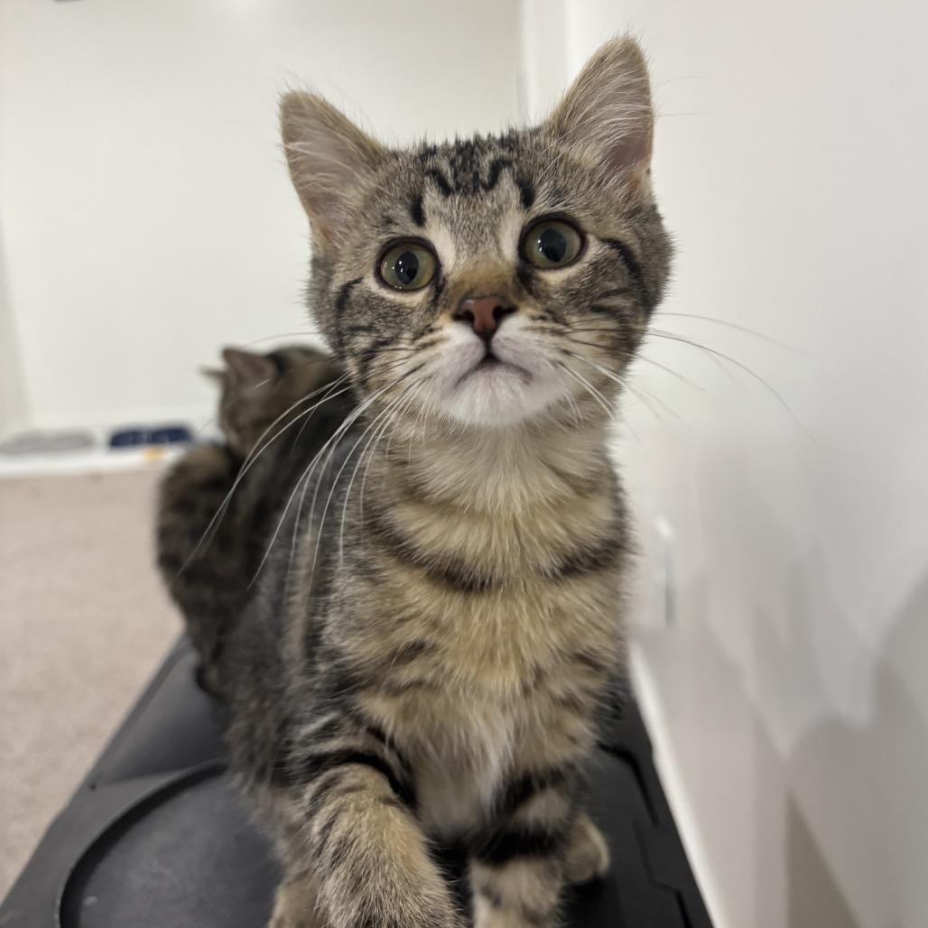 Enlarge Buzz, a Adoptable Domestic Short Hair in Columbia, MO image 2/2