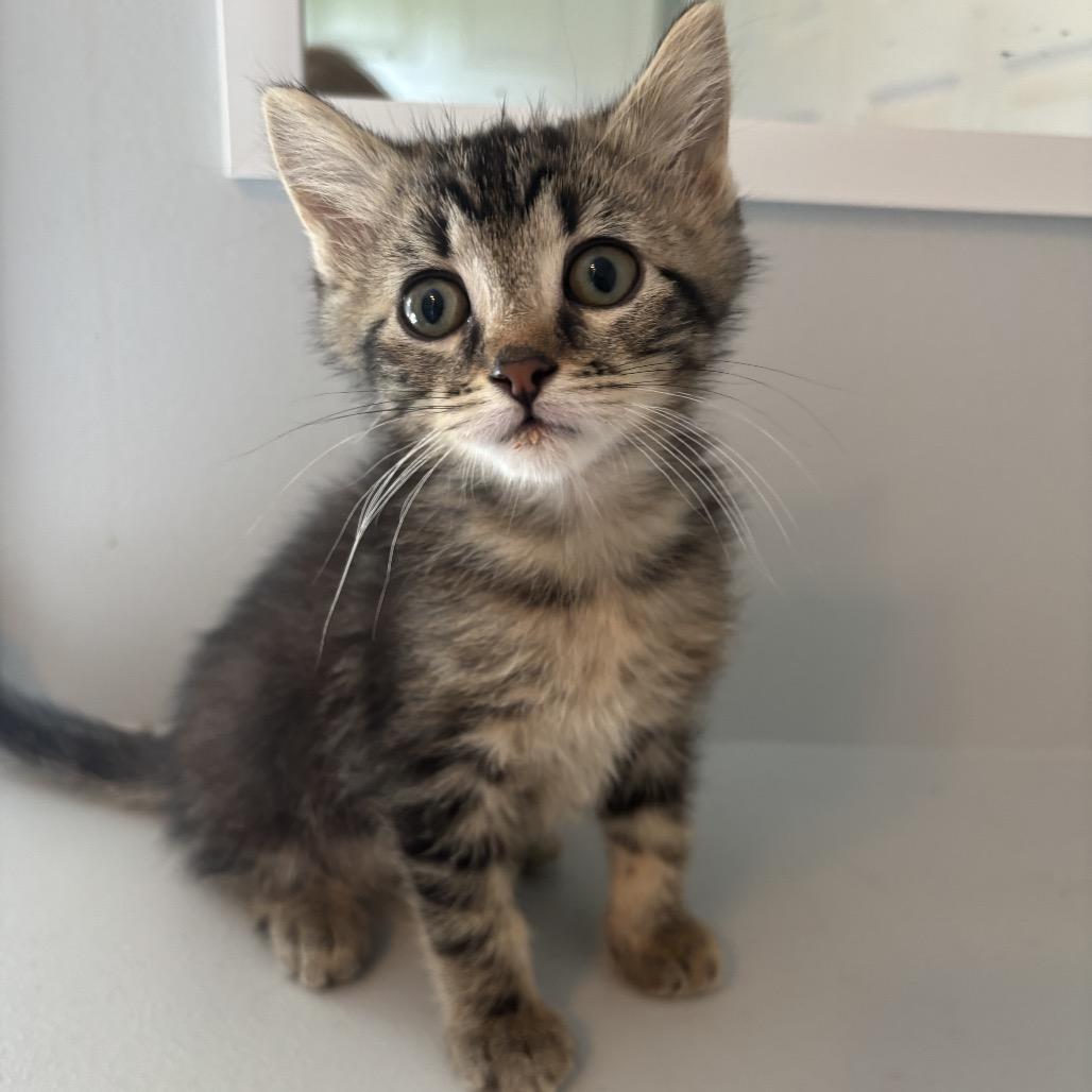 Enlarge Buzz, a Adoptable Domestic Short Hair in Columbia, MO image 1/2
