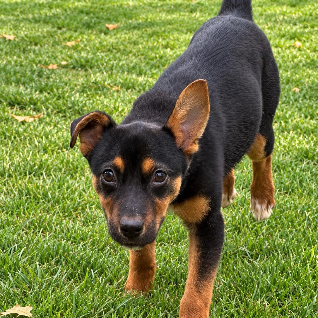 Enlarge Miss Moriah, a Adoptable mixed breed in Schereville, IN image 2/6