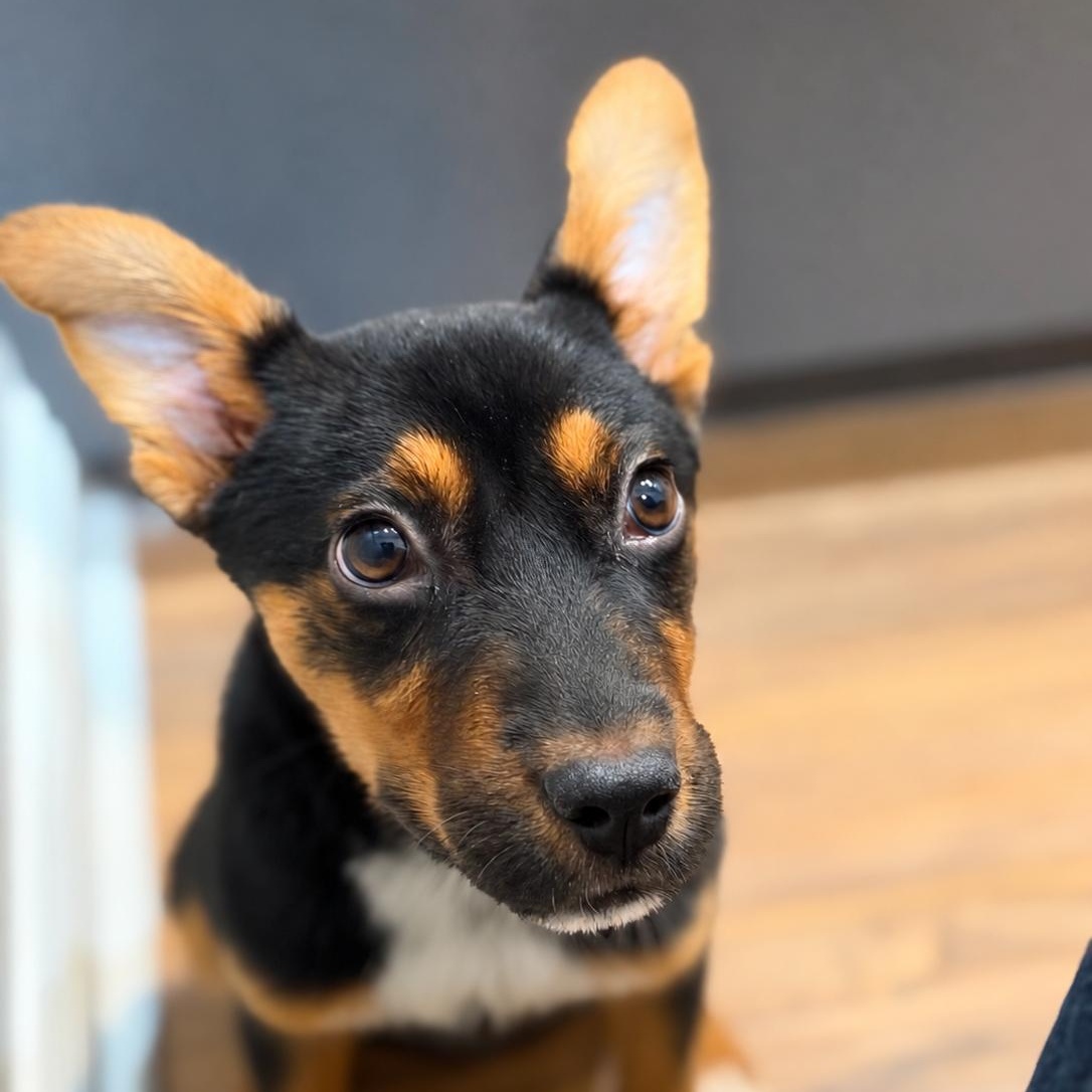 Enlarge Miss Moriah, a Adoptable mixed breed in Schereville, IN image 4/6