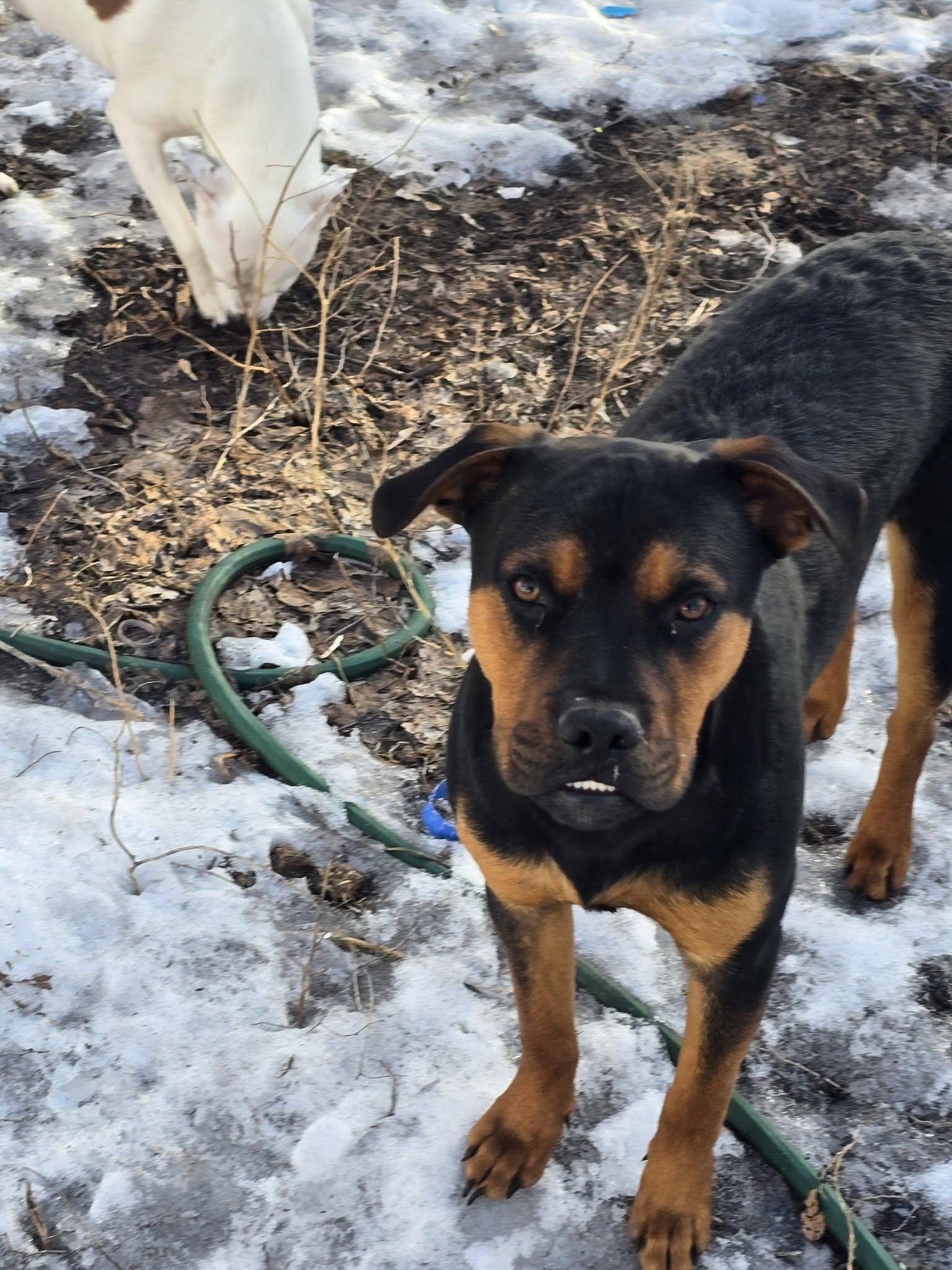 Luke, adopted, Young Male Pit Bull Terrier & Rottweiler.