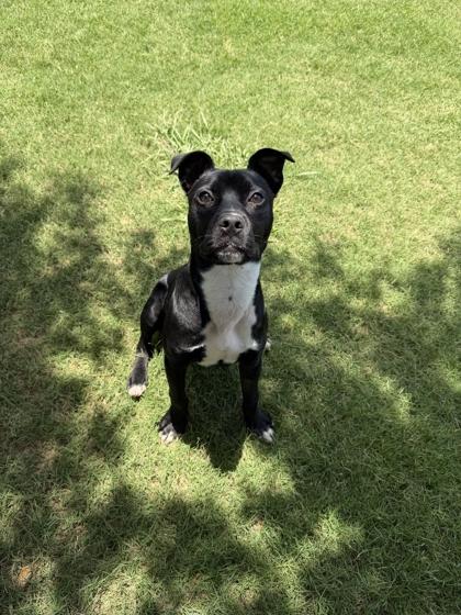 Poke, Adoptable, Young Male Mixed Breed & Mixed Breed.
