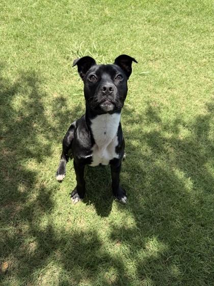 Enlarge Poke, a Adoptable mixed breed in Memphis, TN image 2/3