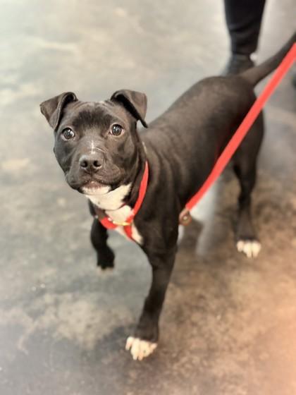 Enlarge Poke, a Adoptable mixed breed in Memphis, TN image 3/3