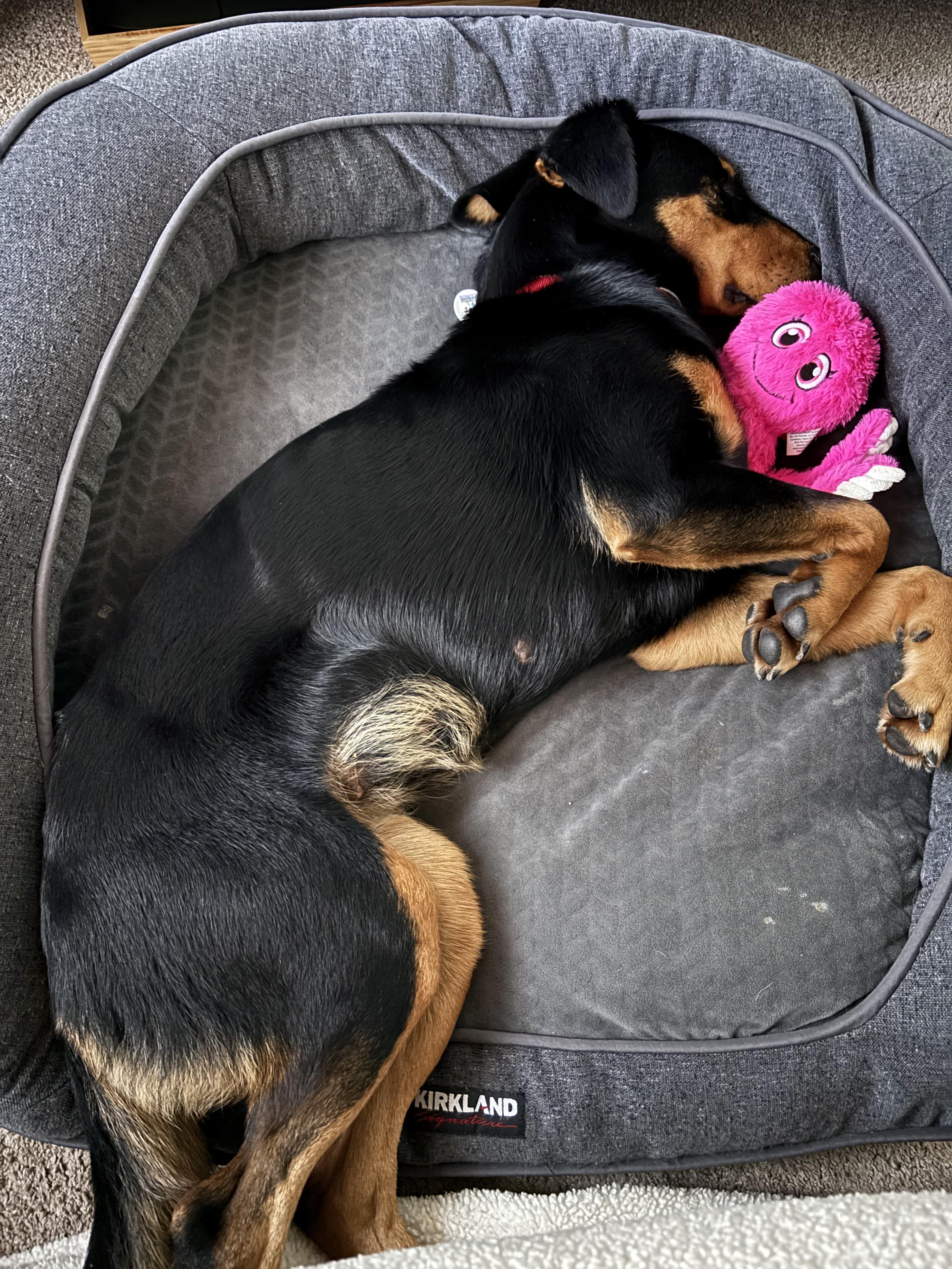 PHYLLIS (AKA Philly), a Adoptable mixed breed in San Diego, CA image 2/6