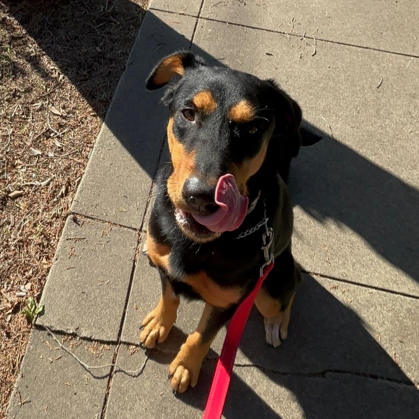 PHYLLIS (AKA Philly), Adoptable, Young Female Doberman Pinscher.