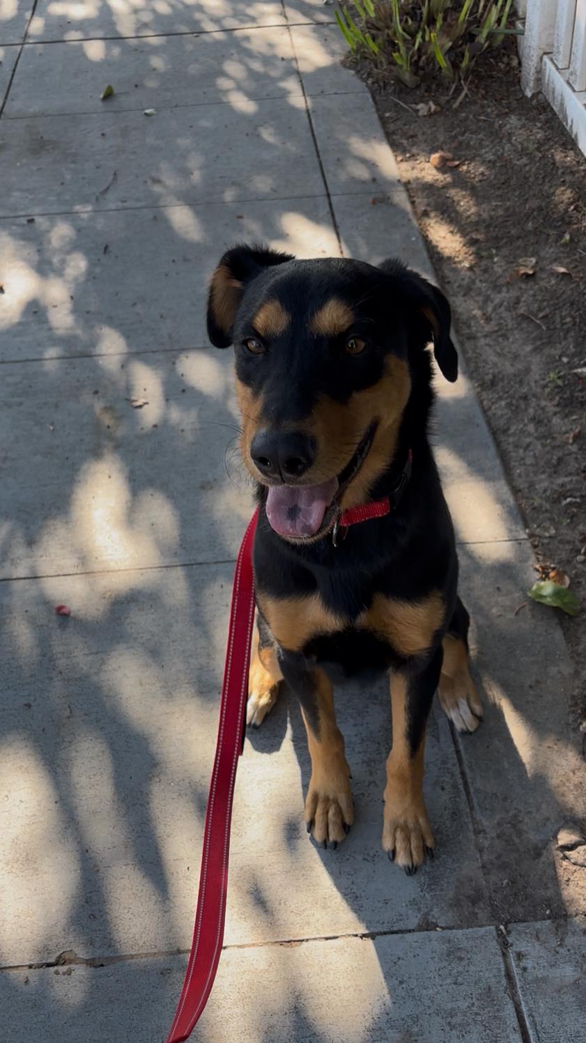 PHYLLIS (AKA Philly), a Adoptable mixed breed in San Diego, CA image 3/6