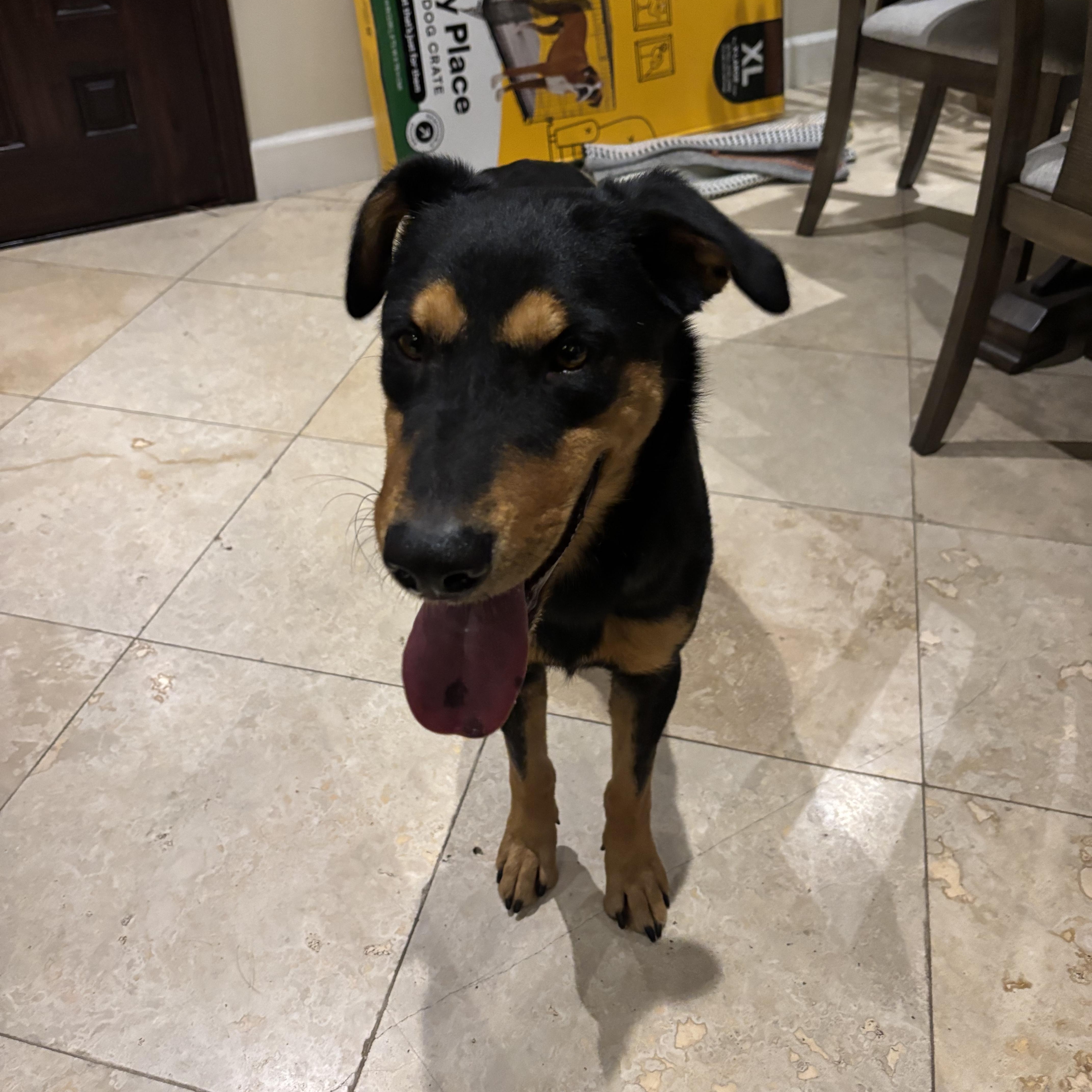 PHYLLIS (AKA Philly), a Adoptable mixed breed in San Diego, CA image 6/6