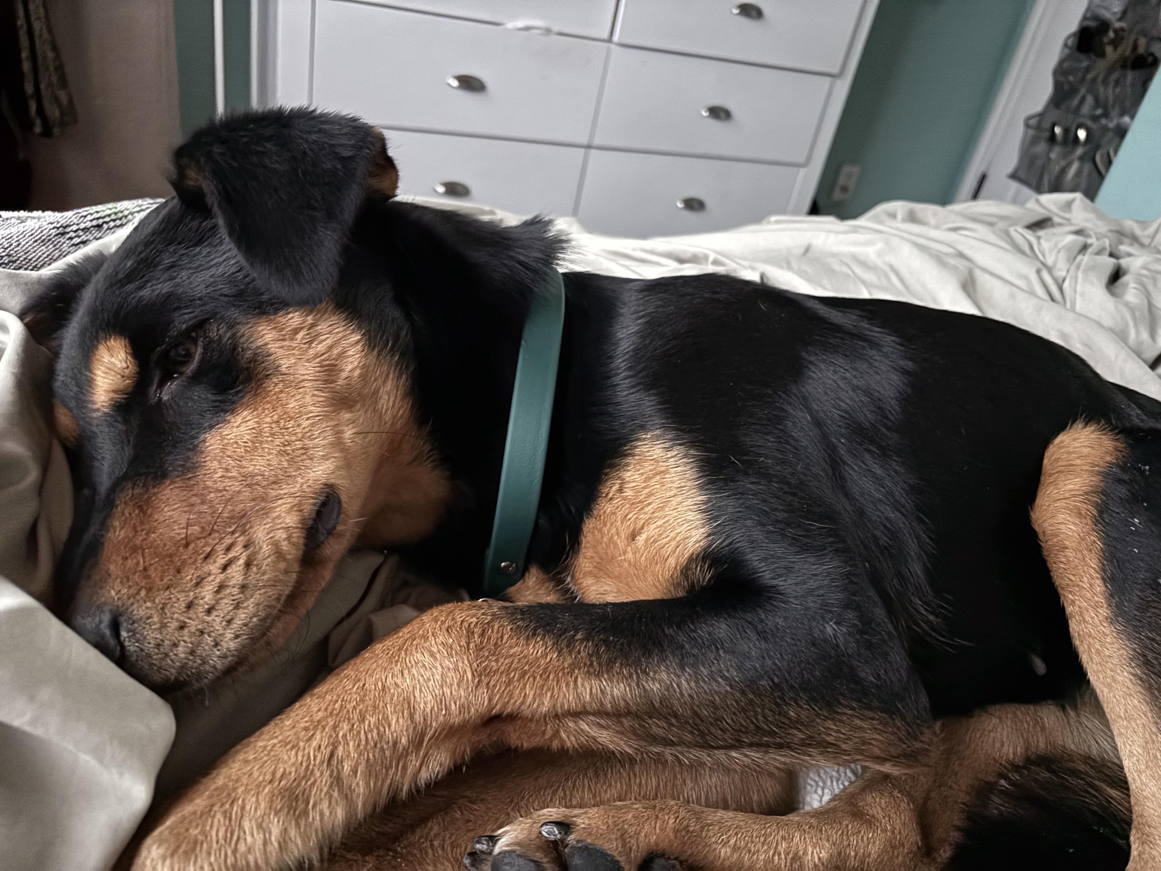 PHYLLIS (AKA Philly), a Adoptable mixed breed in San Diego, CA image 5/6