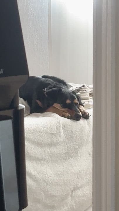 Enlarge PHYLLIS (AKA Philly), a Adoptable mixed breed in San Diego, CA video 4/6