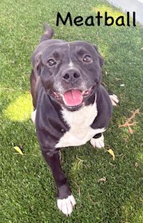 Meatball, an adoptable Terrier in Mount Juliet, TN image 4/5