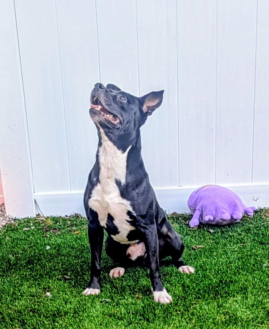 Meatball, an adoptable Terrier in Mount Juliet, TN image 2/5
