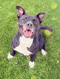 Meatball, adoptable, Adult Male Terrier.