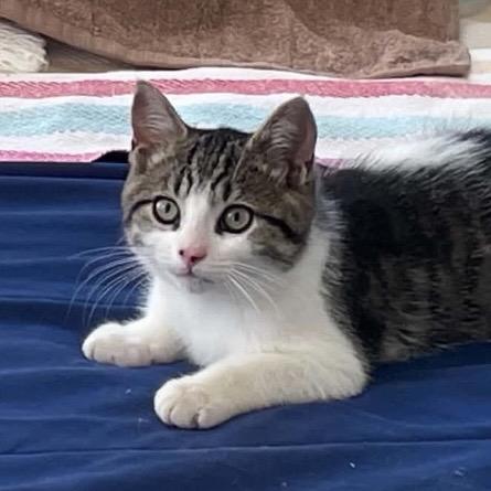 Enlarge Ron, an adopted Tabby in Stanstead, QC image 1/6