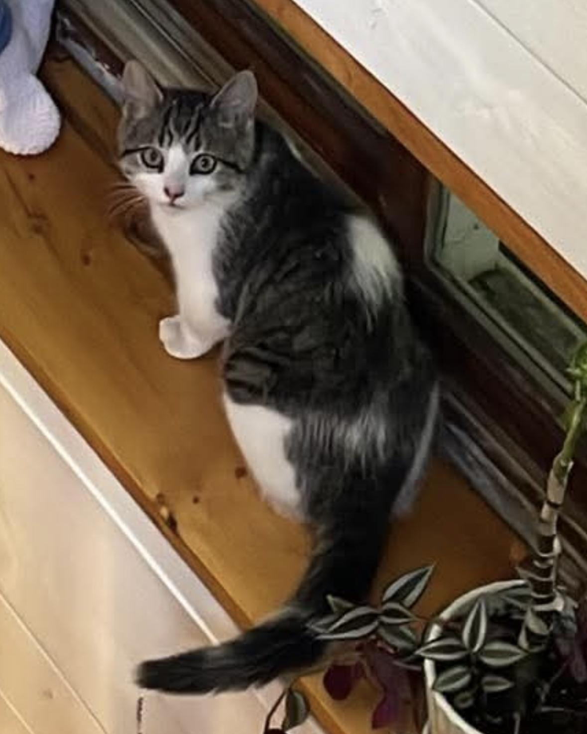 Enlarge Ron, an adopted Tabby in Stanstead, QC image 3/6