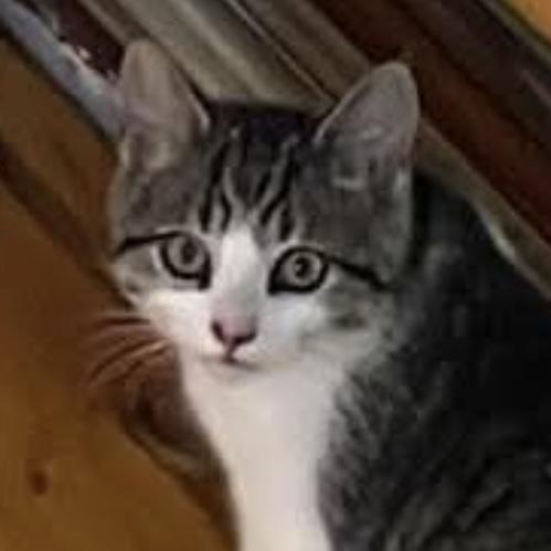 Enlarge Ron, an adopted Tabby in Stanstead, QC image 2/6