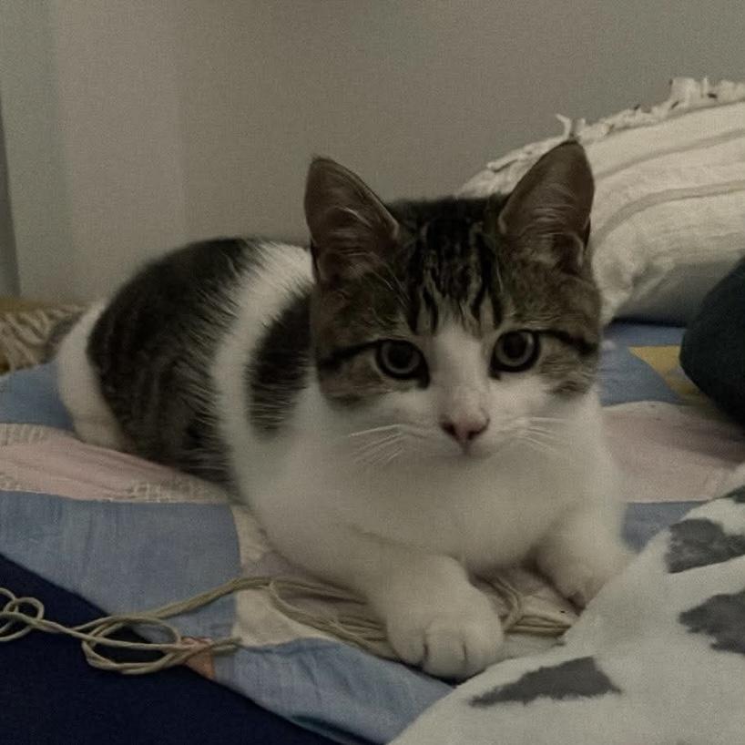 Enlarge Ron, an adopted Tabby in Stanstead, QC image 4/6