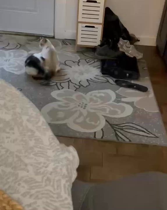 Enlarge Ron, an adopted Tabby in Stanstead, QC video 6/6