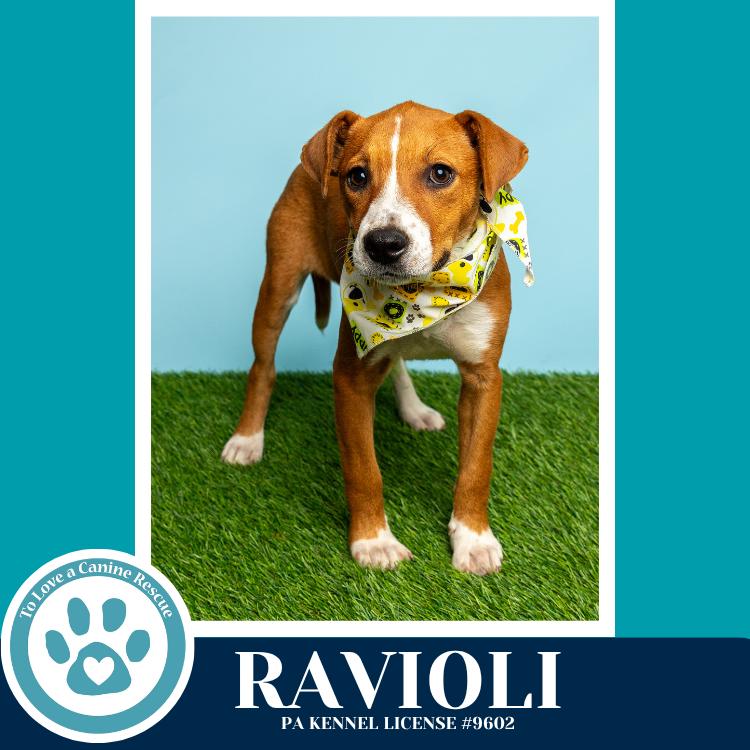 Ravioli (Pasta Pups) 042526, Adoptable, Puppy Female Boxer & Hound.