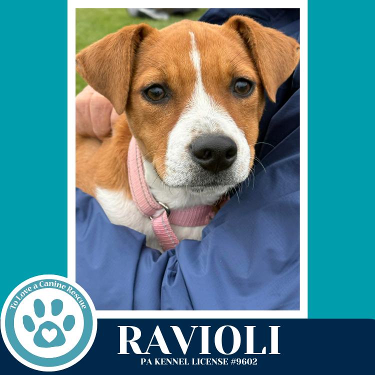 Enlarge Ravioli (Pasta Pups) 042526, a Adoptable mixed breed in Kimberton, PA image 2/5