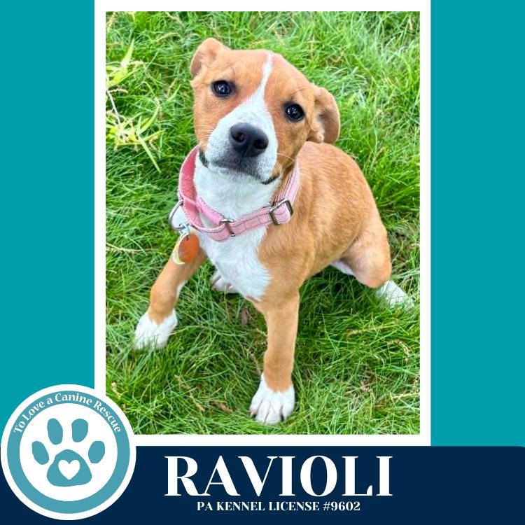 Enlarge Ravioli (Pasta Pups) 042526, a Adoptable mixed breed in Kimberton, PA image 3/5