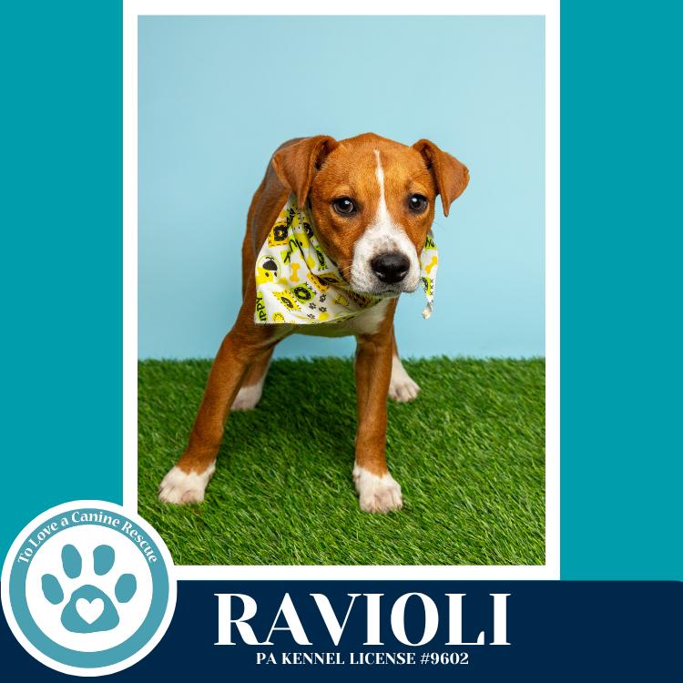 Enlarge Ravioli (Pasta Pups) 042526, a Adoptable mixed breed in Kimberton, PA image 4/5