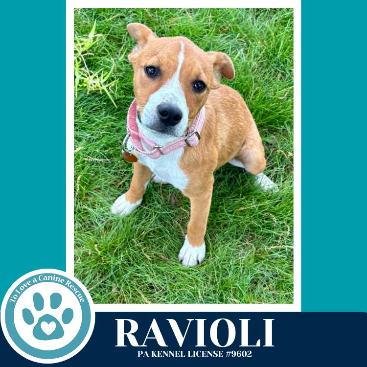 Enlarge Ravioli (Pasta Pups) 042526, a Adoptable mixed breed in Kimberton, PA image 5/5