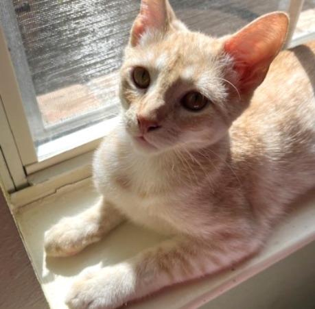 Waffles #sweet-tooth-litter