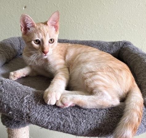 Waffles #sweet-tooth-litter