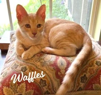 Waffles #sweet-tooth-litter