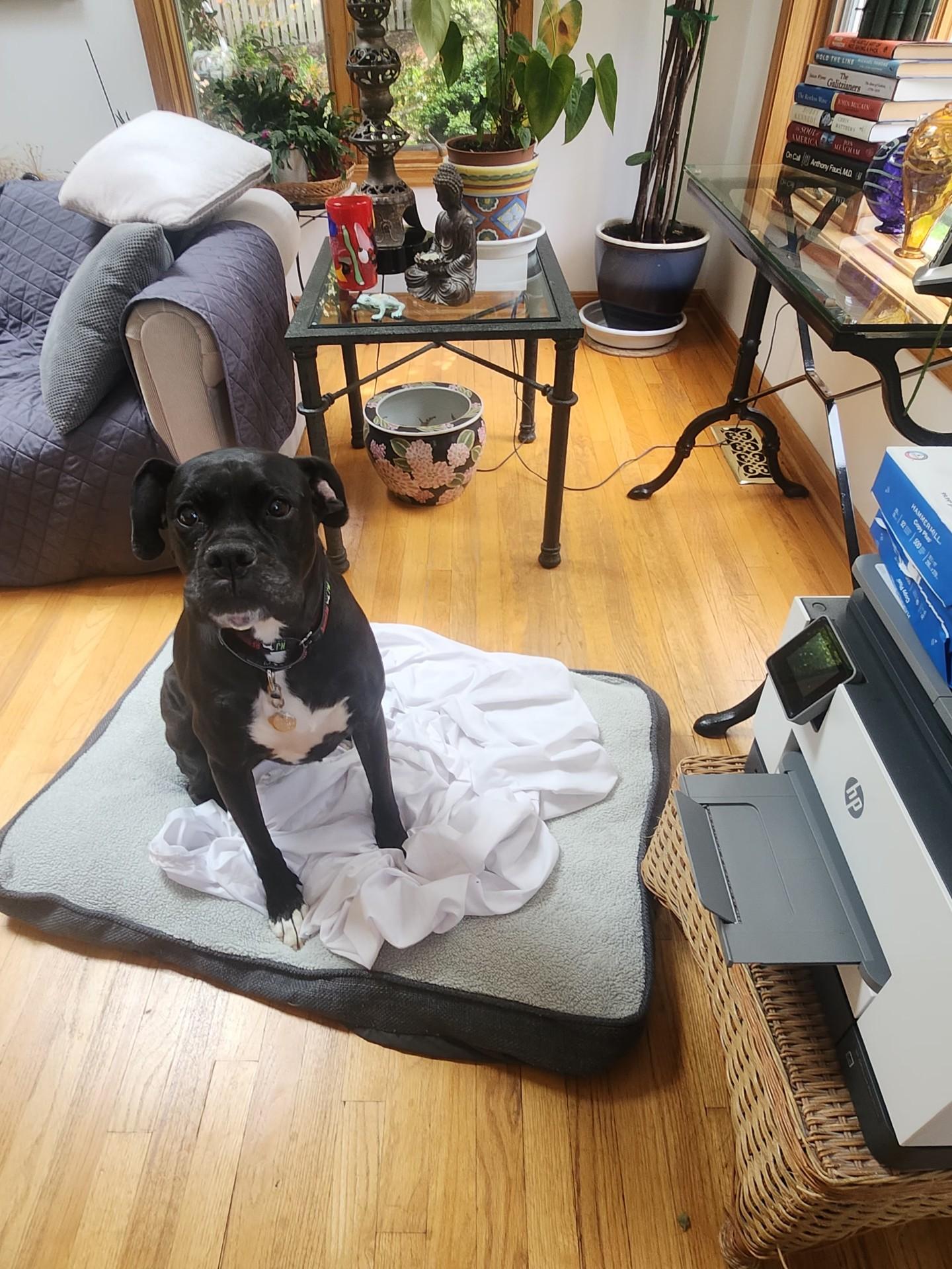Ghee, an adopted Boxer in Middlesex, NJ image 2/6