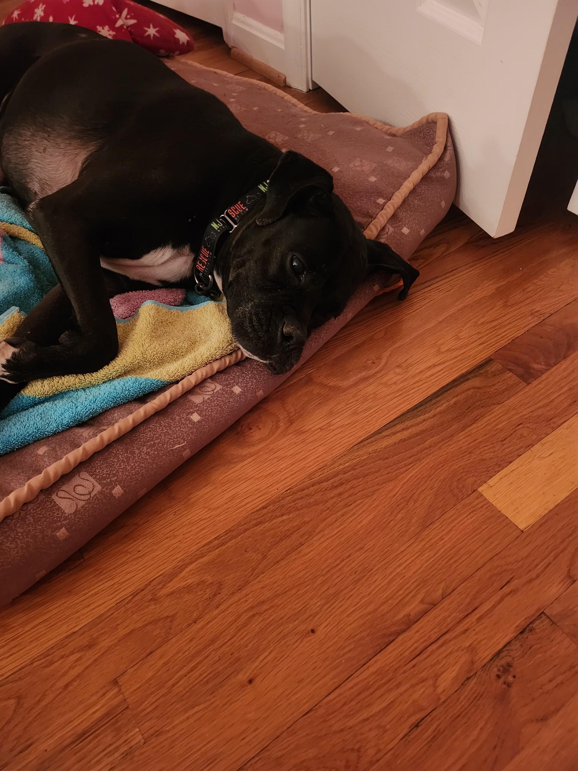 Ghee, an adopted Boxer in Middlesex, NJ image 3/6