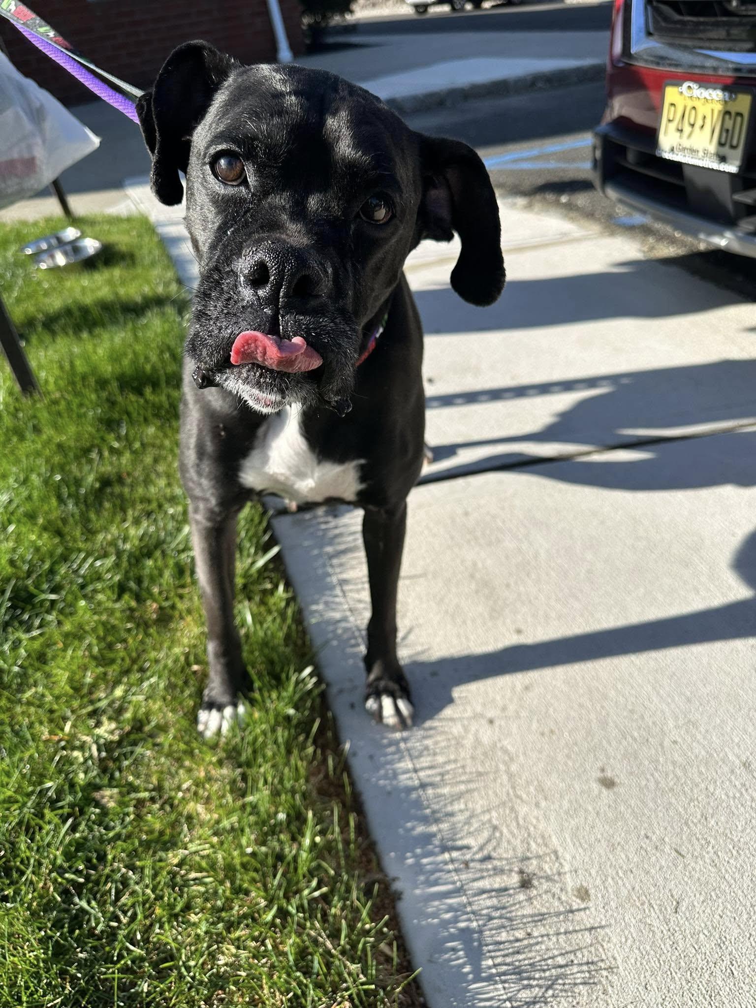 Ghee, an adopted Boxer in Middlesex, NJ image 1/6