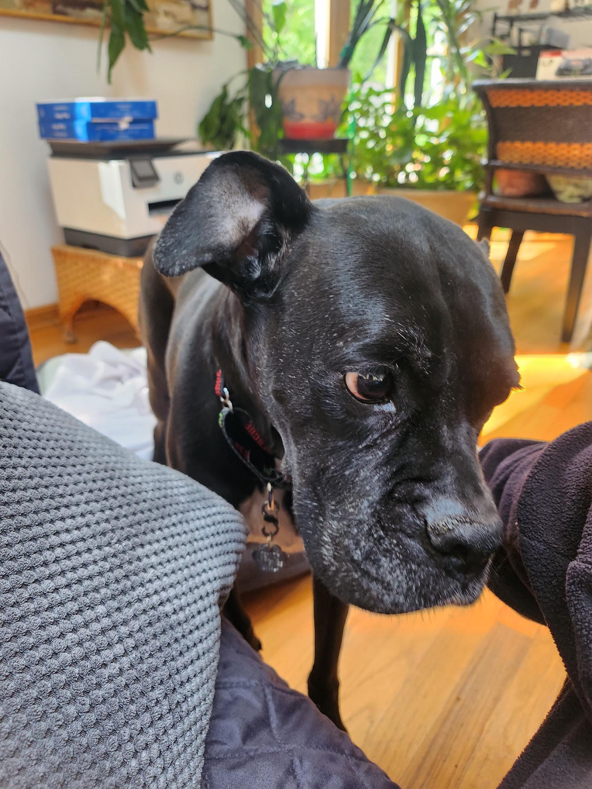 Ghee, an adopted Boxer in Middlesex, NJ image 5/6