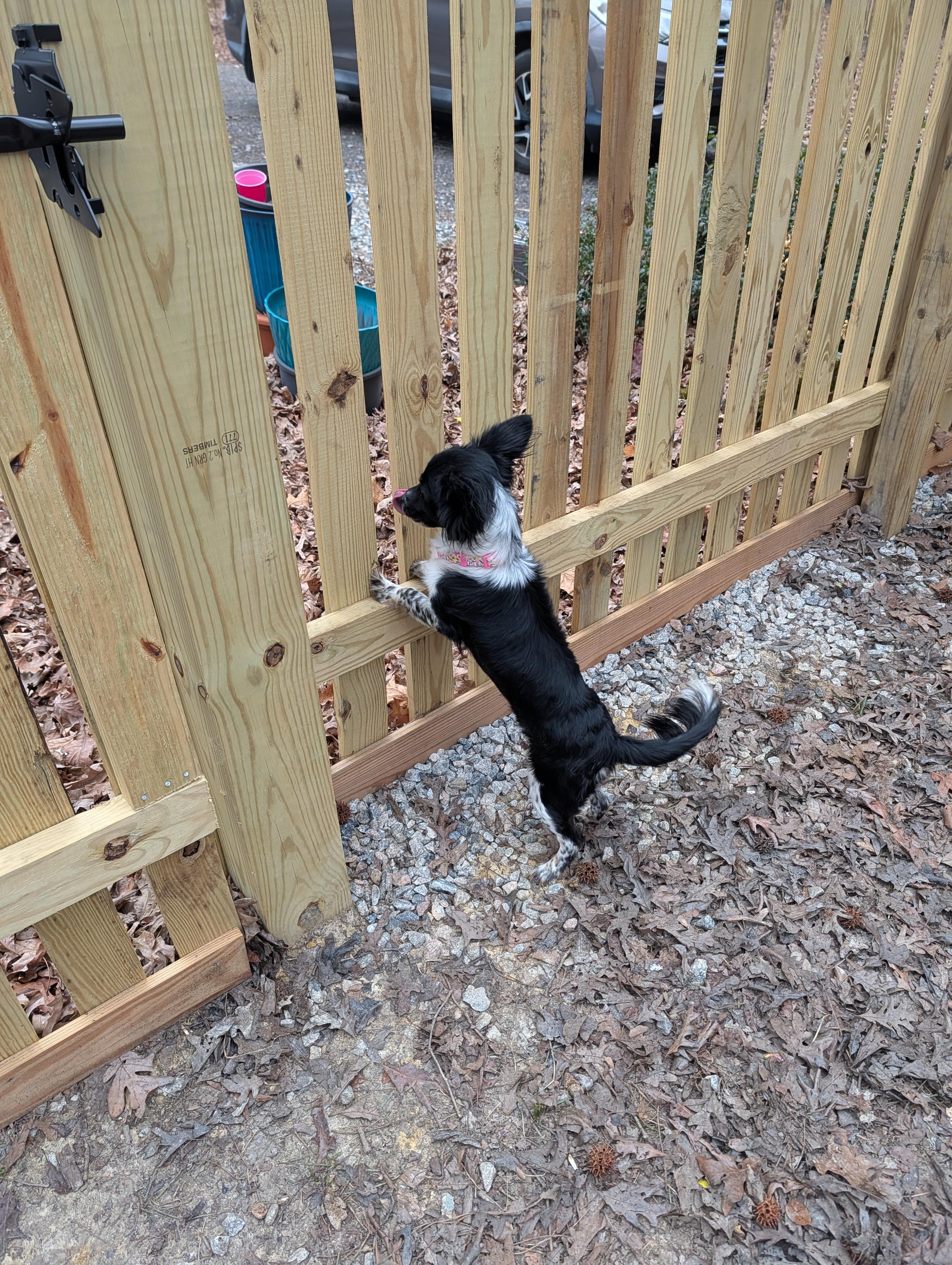 Enlarge Sundae, an adopted mixed breed in Richmond, VA image 2/3