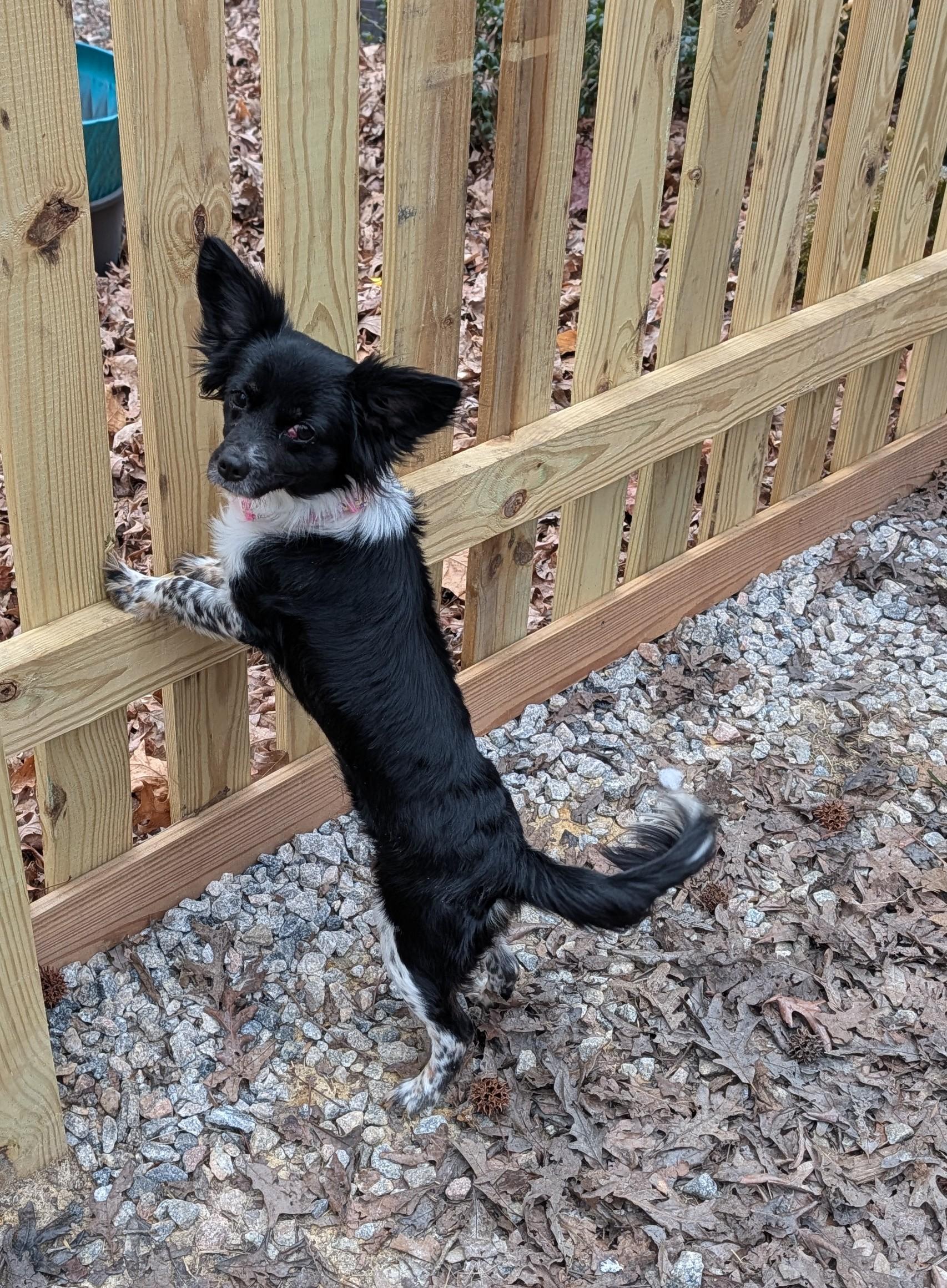 Enlarge Sundae, an adopted mixed breed in Richmond, VA image 1/3